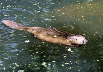 Wildlife park aims to create vital housing for reintroduced beavers