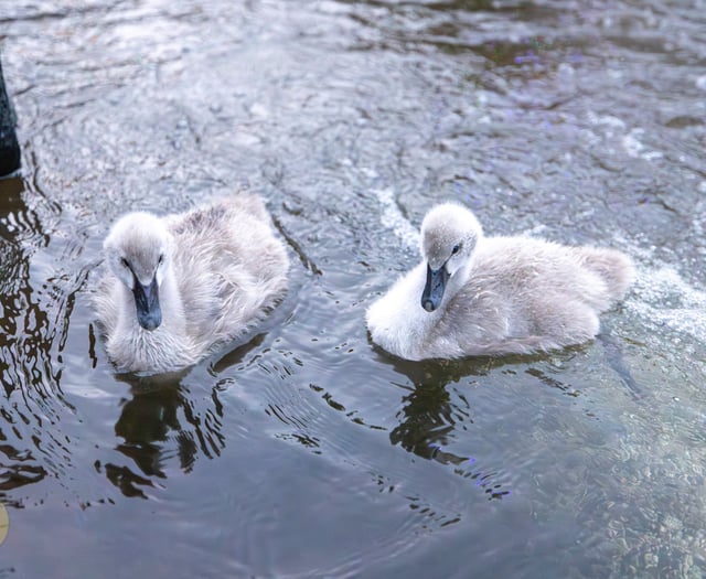 Missing Black Swan cygnets feared lost
