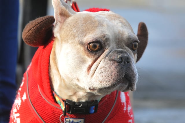 Charity launches search for rescue pet stars