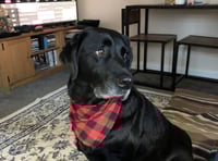 Retired dog Ridley wins Hero Dog Award