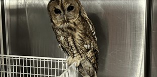 Police officer's heroic owl rescue