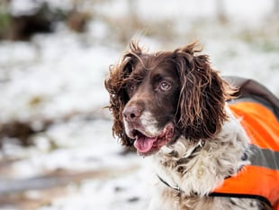 Keep animals safe with RSPCA cold weather tips