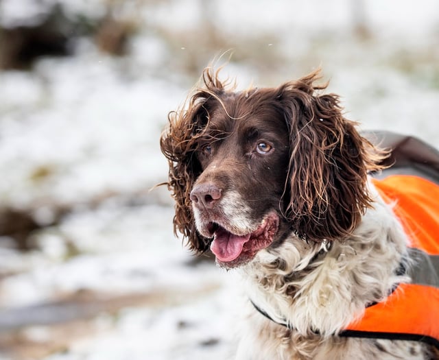Keep animals safe with RSPCA cold weather tips