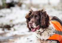 Keep animals safe with RSPCA cold weather tips