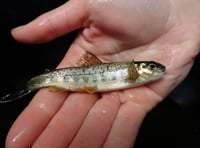 Salmon return to River Teign after restoration