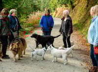 Explore Haldon Forest Park with your dog