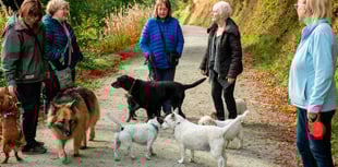 Explore Haldon Forest Park with your dog
