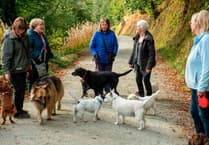 Haldon Forest dog walks in January!