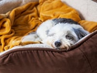 RSPCA tips on keeping pets safe and  cosy as Storm Goretti moves in
