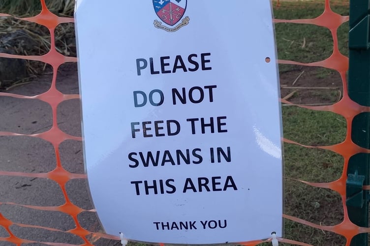 Warning sign at the nesting site in Dawlish. Photo Noreen Goodchild 