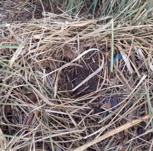 The new Black Swan nest. Photo Noreen Goodchild