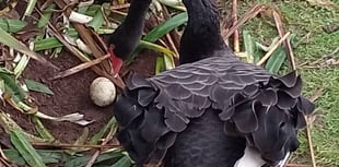 Dawlish Black Swans lay second egg