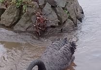 Dawlish swans: new eggs laid
