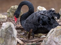 Four eggs laid by Dawlish black swans