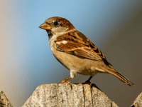 Take part in this year's Big Garden Birdwatch