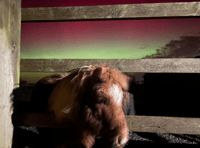 Northern Lights dazzle horses at charity's Littlehempston sanctuary 