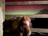 Northern Lights dazzle horses at charity's Littlehempston sanctuary 