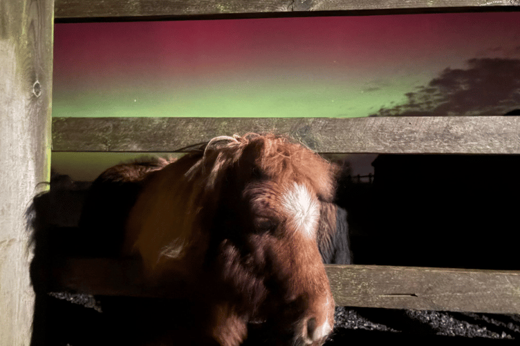 The Mare and Foal Sanctuary