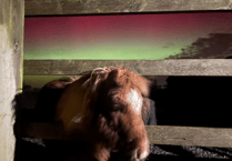 Northern Lights dazzle horses at charity's Littlehempston sanctuary