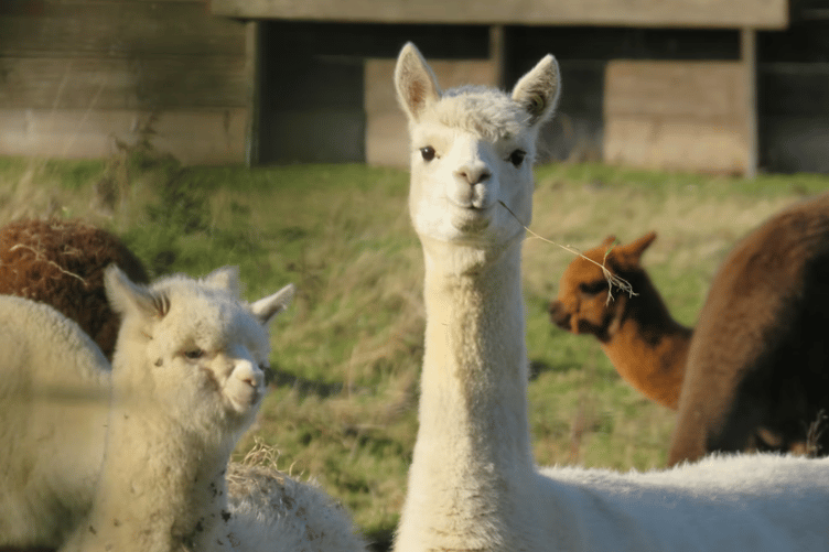 Alpaca stock image