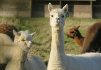 Unlimited fines for dog owners as new livestock protection laws introduced