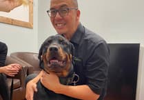 Vet transforms Newton Abbot puppy Tonka's life