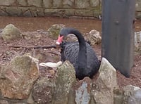 WATCH: Black swan dad Bert on the nest 
