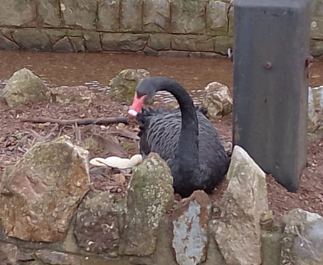 WATCH: Black swan dad Bert on the nest 