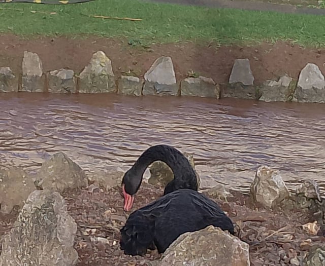 Swan nests braced for another storm 