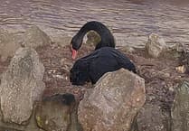 Dawlish swans weather storms, thanks to volunteers