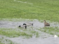 Rain wins the battle against rugby 