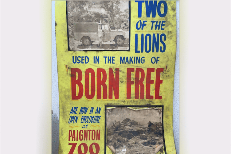 Born Free film poster found during the renovation of the Paignton Picture House