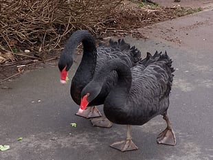 Swans mating again after storm washed away nest 
