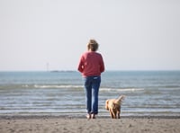 Dog licensing could return, RSPCA asks for views