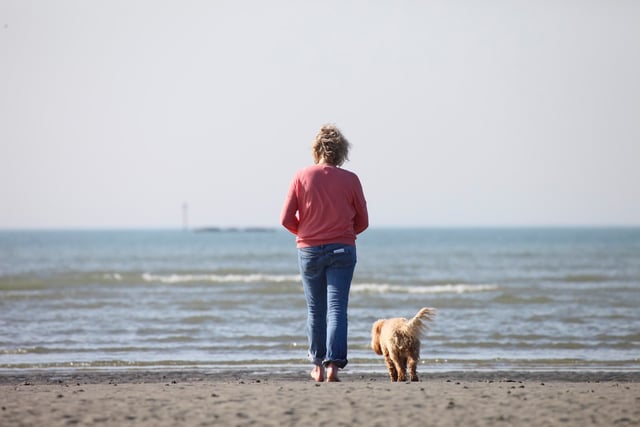 Dog licensing could return, RSPCA asks for views