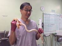 Vet saves egg-bound snake from life-threatening condition