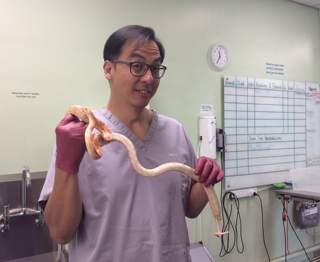 Vet saves egg-bound snake from life-threatening condition