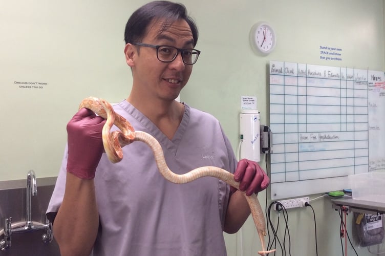 Vet Dr Lennon Foo with Fang the cornsnake. Photo contributed 