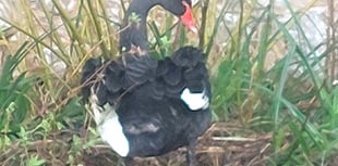 Black swans lay new egg in Dawlish