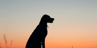 Number of out of control dogs rising since 2020