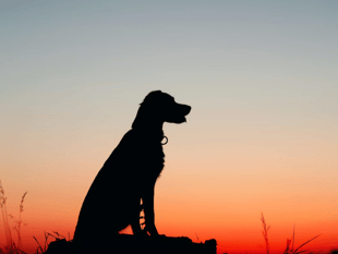 Number of out of control dogs rising since 2020