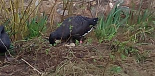 Broody Black Swans now have 10 eggs 