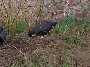 Broody Black Swans now have 10 eggs 