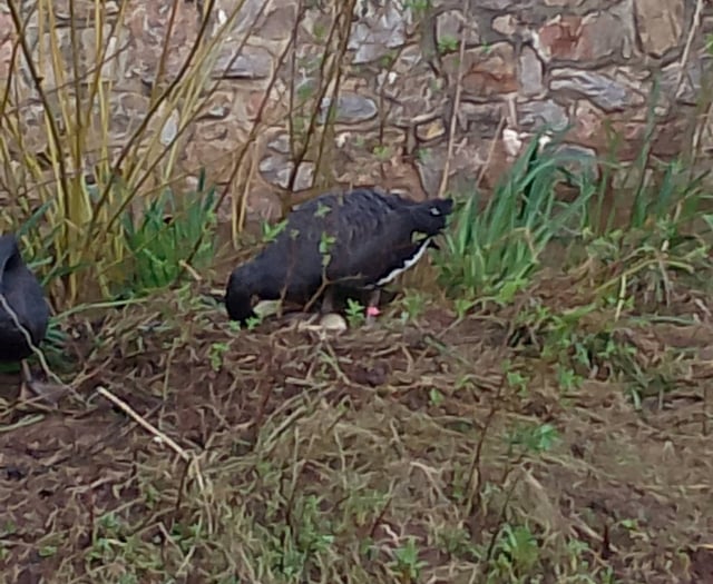 Broody Black Swans now have 10 eggs 