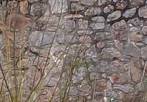 Broody Black Swans now have 10 eggs