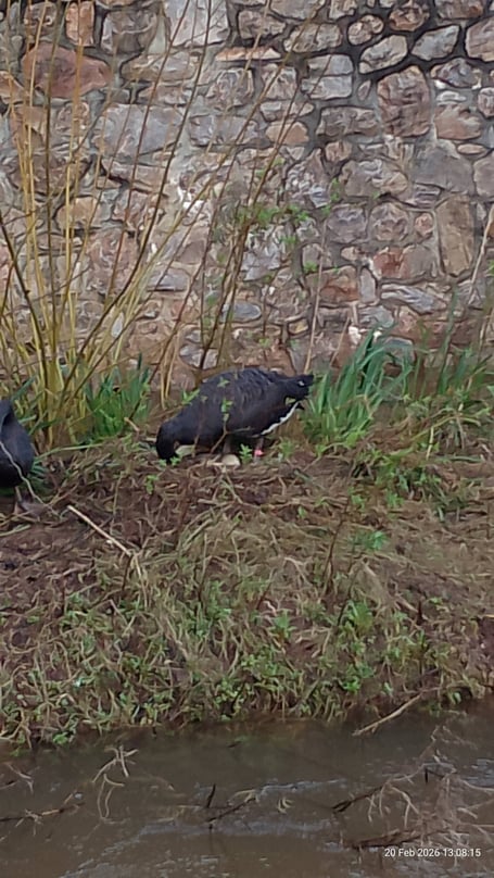 Black Swan Rosie on one of two Dawlish nests. Photo Noreen Goodchild 
