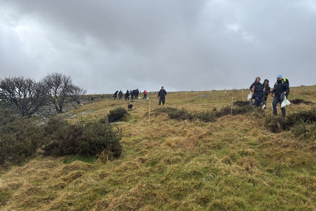 Charity celebrates diverse season of tree planting across Dartmoor