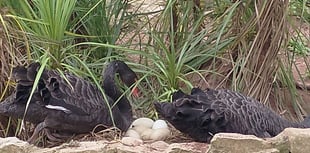 More eggs for Dawlish Black Swan couple 