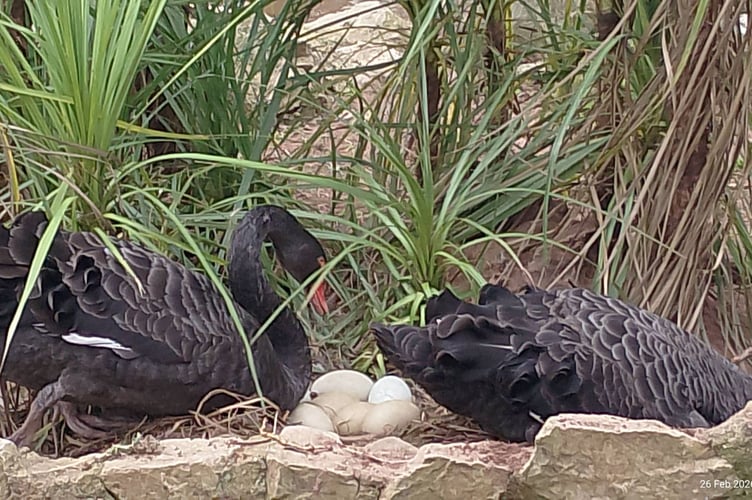 Dawlish Black Swans Bert and Kimba now sitting on seven eggs. Photo Noreen Goodchild 