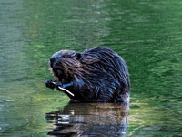 Natural England approves release of beavers in South West